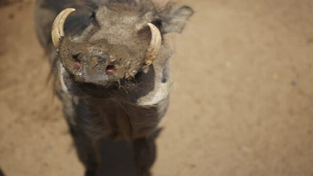 Common Adult Warthog, South Africa Warthog.