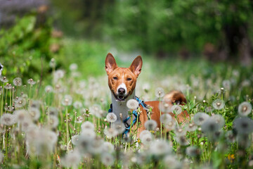 Beautiful Basenji dog walking in the park