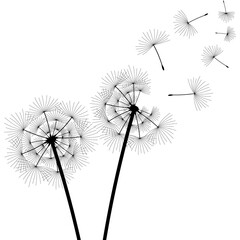 Naklejka premium dandelion flowers silhouette with flying seeds
