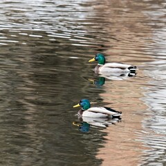 Zwei schwimmende  männliche Stockenten mit buntem Gefieder auf einem See