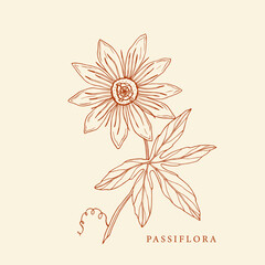 Hand drawn passiflora illustration. Botanical design