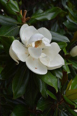 Fototapeta na wymiar white flower lotos