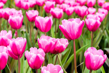 Close-up of tulips growing in the garden