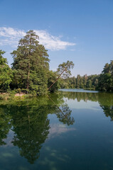 Fototapeta na wymiar Natural lake with forest in the background in the summer sunny day..Beautiful view on the forest lake. Nature landscape. Reflection of forest in lake.