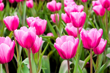 Obraz premium Close-up of tulips growing in the garden