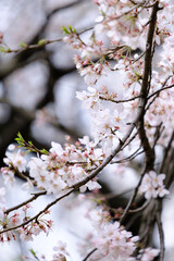 Beautiful Sakura Branch in Japan