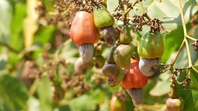 Macro shot of  cashew fruits hanging on cashew plant