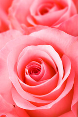 Fototapeta na wymiar Pink rose close-up can be used as a background image