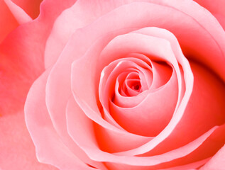 Pink rose close-up can be used as a background image