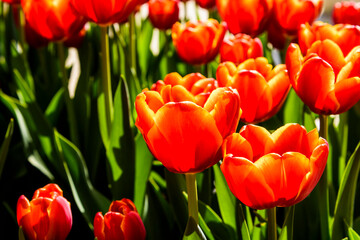 Fototapeta premium Beautiful tulips growing in the garden.