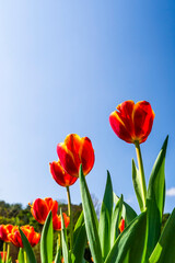 Beautiful tulips flower with the blue sky background