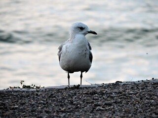 seagull on the beach, Finland