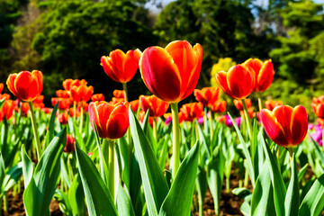 Obraz premium Beautiful tulips growing in the garden.
