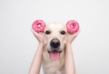 The girl's hands hold fresh pink donuts near the eyes of a cute dog on a white background. Golden Retriever eats sweet buns. Harmful food for pets.
