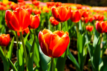 Fototapeta premium Beautiful tulips growing in the garden.