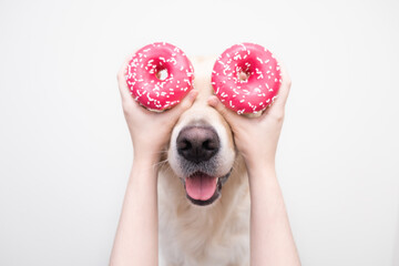 The girl's hands hold fresh pink donuts near the eyes of a cute dog on a white background. Golden...