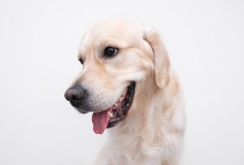 Portrait of a golden retriever on a white background. happy dog
