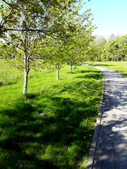 Green Spring walkway. Landscape.