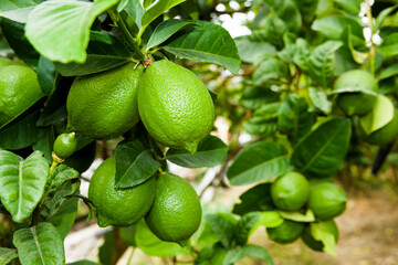 close-up of green lemon fruits on a lemon tree in Taiwan.