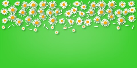 Green background with daisy flowers, spring and summer frame with bright colors, wide horizontal design with space