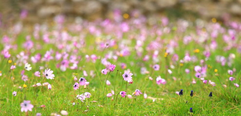 Obraz premium Pink flowers on green meadow in spring