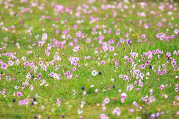 Obraz premium Pink flowers on green meadow in spring