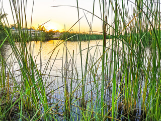 Obraz premium pond water and sunrise in the background
