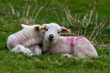 Obraz premium A pair of early spring lambs in green pasture