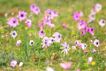 Pink flowers on green meadow in spring