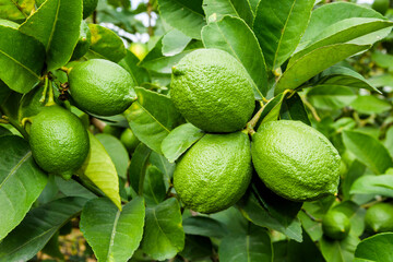 close-up of green lemon fruits on a lemon tree in Taiwan.