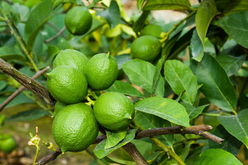 Close-up of green lemon fruits on a lemon tree in Taiwan.