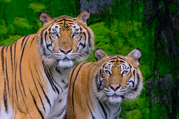Close up front portrait of two young Amur (Siberian) tigers looking at camera