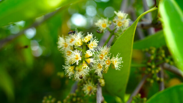 Germinating white flowers of Jamun or Syzygium Cumini with attractive Green leaves. Greenish flowers nods closeup of Black plum jamun.