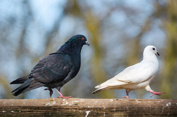 male black pigeon courting female white pigeon. Dove's behavior during loving courtship. Love is in the air