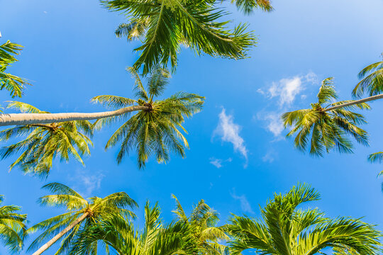 Beautiful tropical coconut palm tree on blue sky white cloud around beach sea ocean