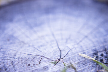 Rings from the trunk of a cut tree