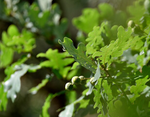 young acorns on twigs with green oak leaves      © ezp