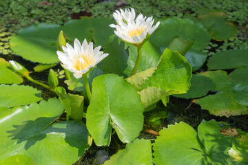 White lotus blossom, light green leaves, the afternoon sun shines.
