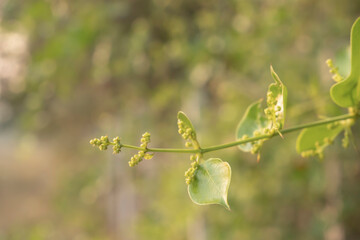 Green leaf blurred style abstract background.