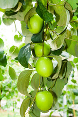 Close-up of green jujube fruit growing in the orchard.