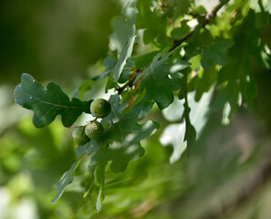 young acorns on twigs with green oak leaves     