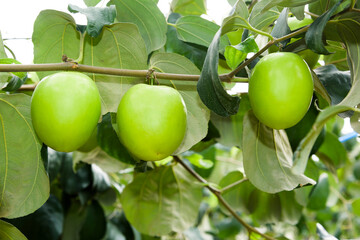 Close-up of green jujube fruit growing in the orchard.