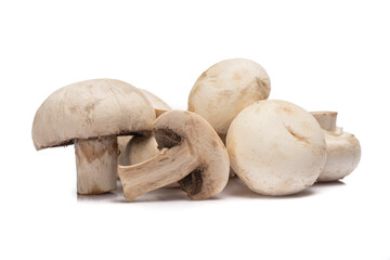 Ripe mushroom on white background