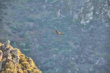 Obraz premium Bird flying near a rocky cliff with a river.