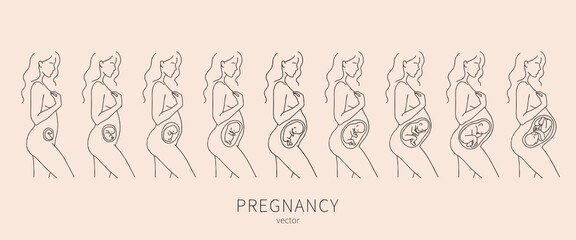 Obraz premium The growth of a human fetus in vector. Silhouette of a pregnant woman 