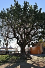 Napoli - Albero in Villa Comunale