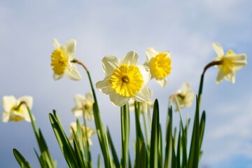 Ice Follies white narcissus with a yellow core bloom in the garden on blue sky background