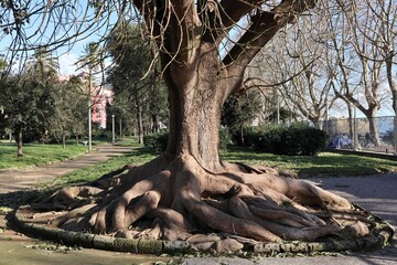 Napoli - Radici tentacolari in Villa Comunale © lucamato