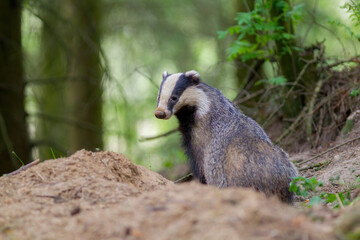 borsuk badger © Pawel