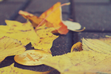 Bitcoin coin lies on the sidewalk among the fallen autumn leaves.